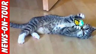 Bengal-Baby-Kitten (11 Woche alte Katze) Springmops in Aktion | ReNewUL 2018 | NEWS-on-Tour