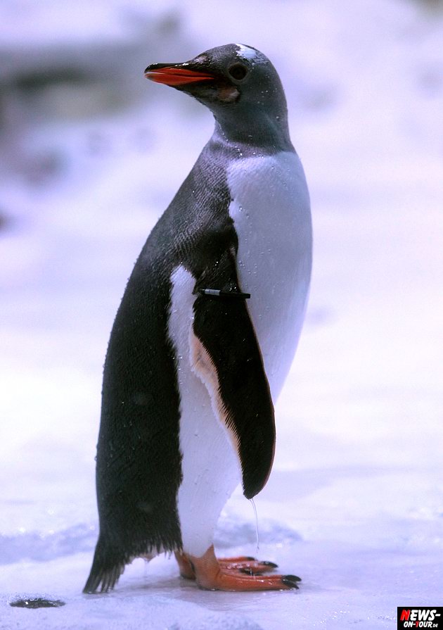 Sealife Abenteuer Park Oberhausen: Quirlige Eselspinguine ...